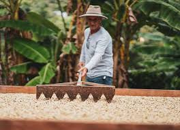 Popular Coffee Processing Methods used in Puerto Rico