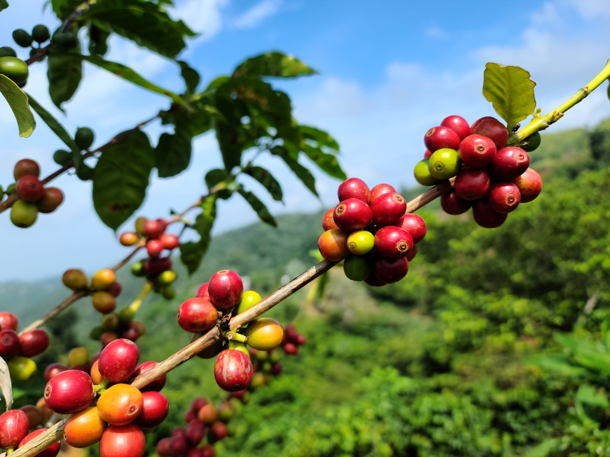 Signs of resurgence in Puerto Rico's specialty coffee industry