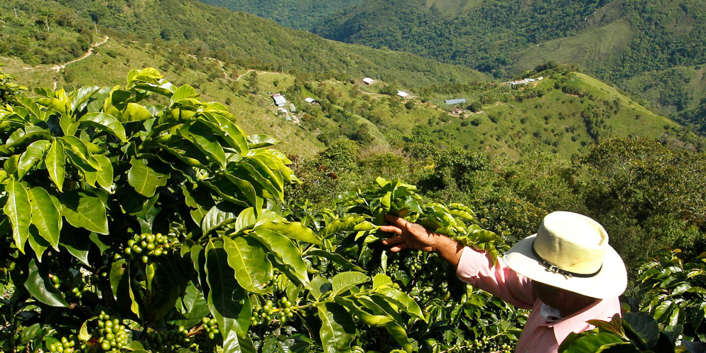 Puerto Rican Coffee History