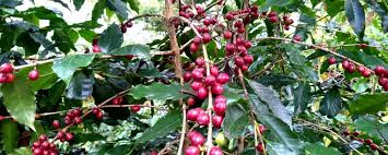 Botanical coffee varieties found in Puerto Rico