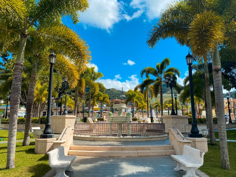 Coffee from Adjuntas, PR